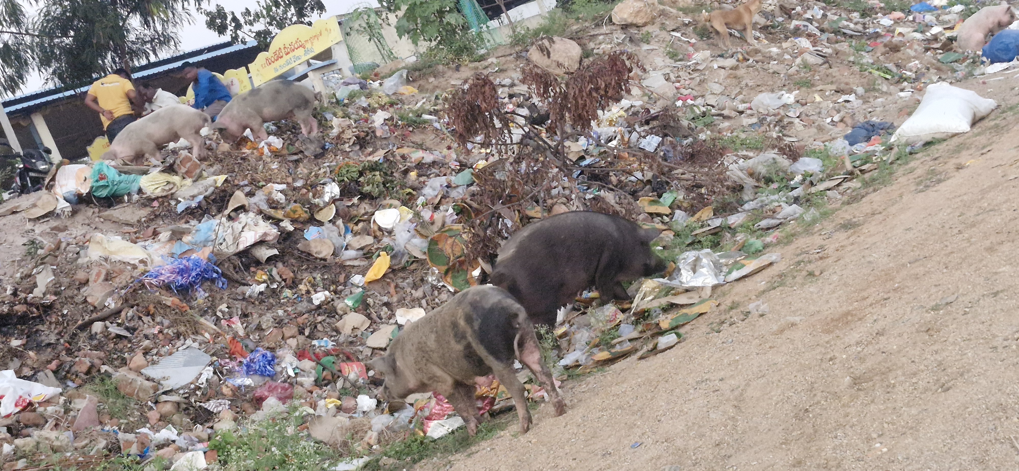 పందులోస్తున్నాయి… పట్టించుకోండయ్య..!